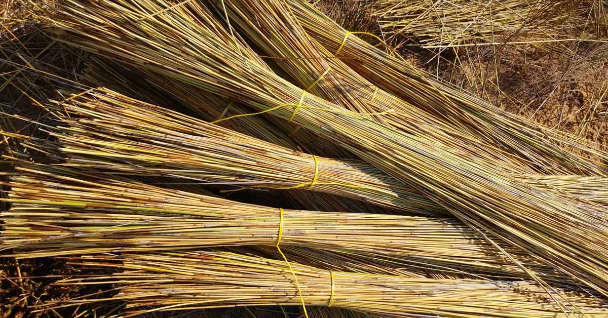 What Is Thatch Roofing? Materials, Types & Why It’s Still Popular