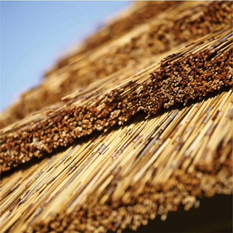 Cape Reed thatch tile